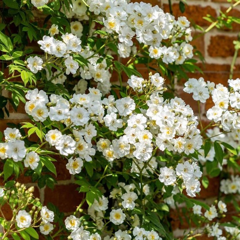 Rose Rambling Rector  Rambler 6L
