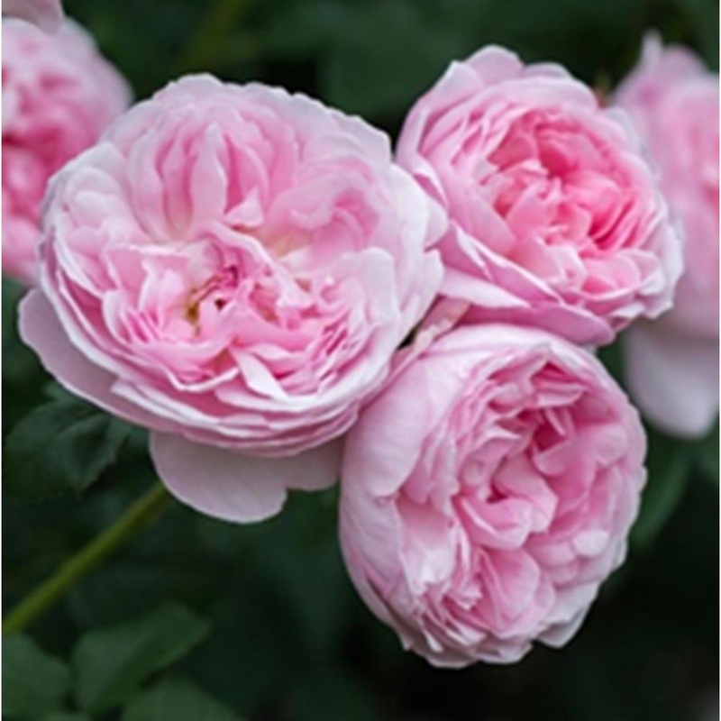 Rose Scepter’D Isle Shrub 6L