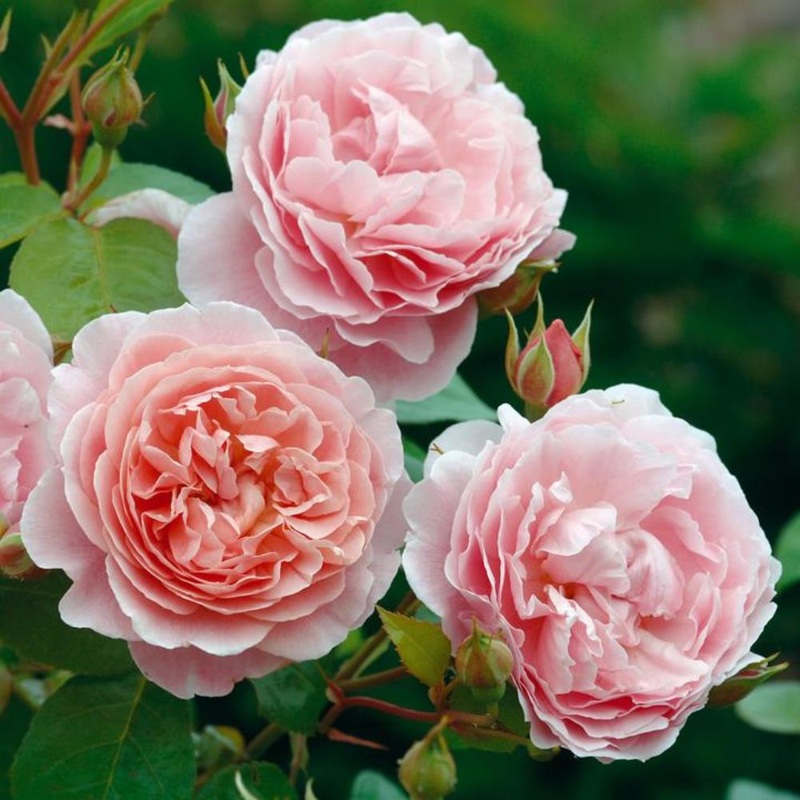 Rose Strawberry Hill 6L Climber
