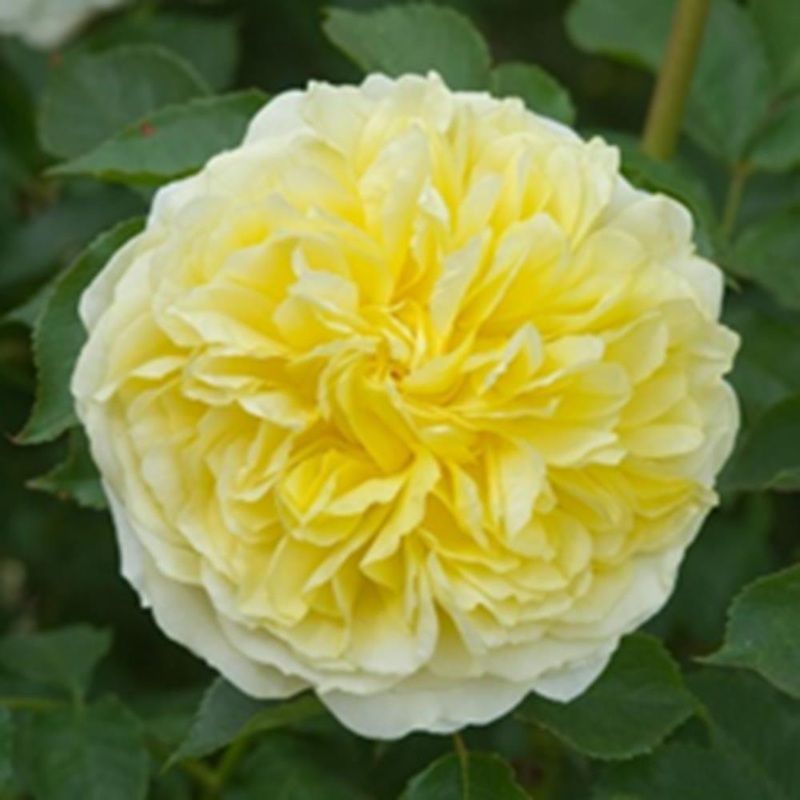 Rose The Pilgrim  Climber 6L