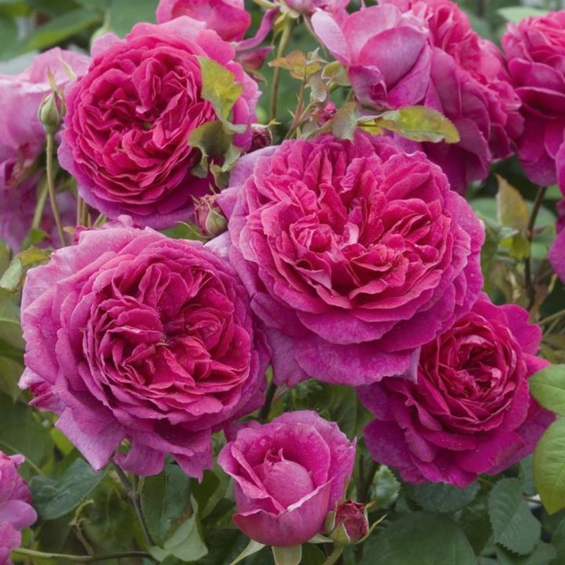 Rose Young Lycida Shrub 6L