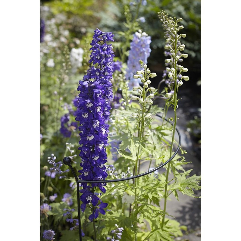 Cottage Garden Arc – Medium