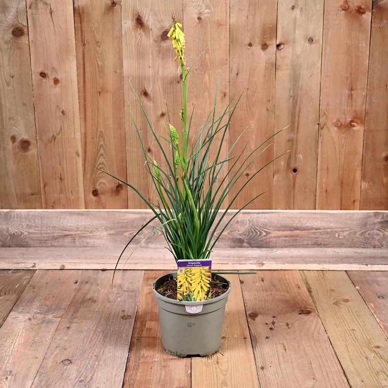Kniphofia Lemon Popsicle 3L