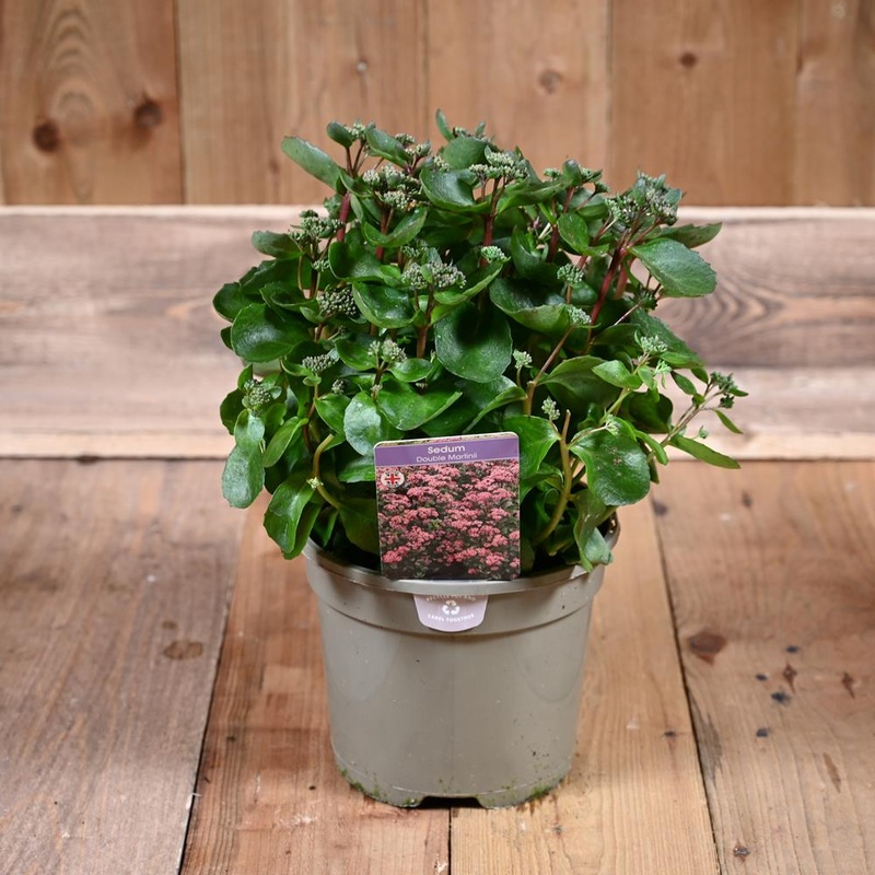Sedum Double Martini 3L