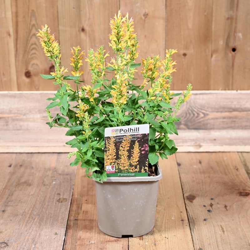 Agastache Poquito ‘Butter Yellow’-3L