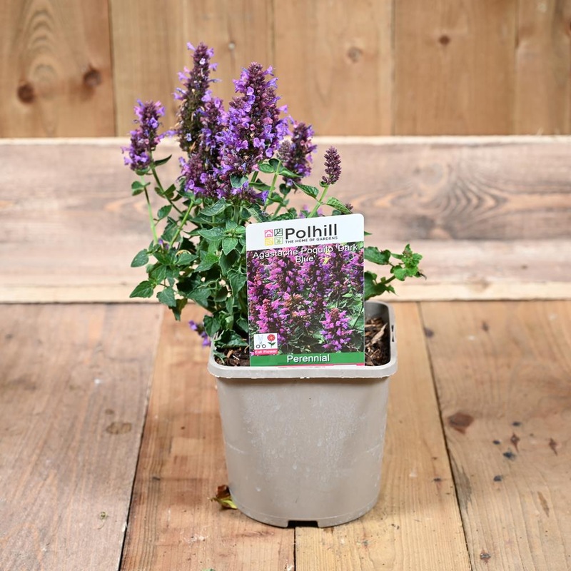 Agastache Poquito ‘Dark Blue’-3L