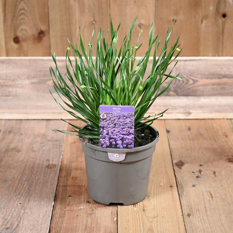 Allium In Orbit 3 Litre