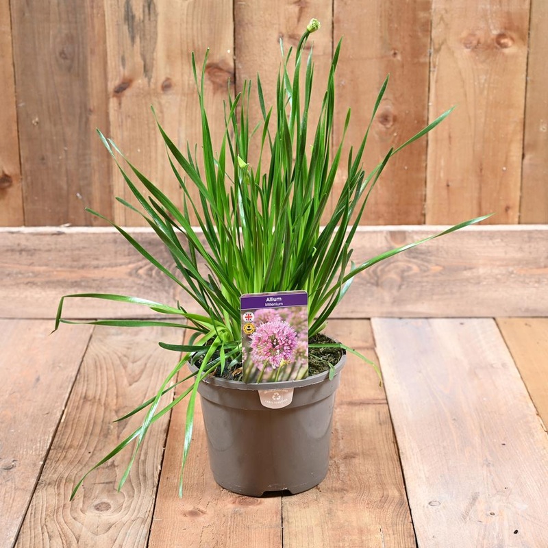 Allium Millennium 3 L