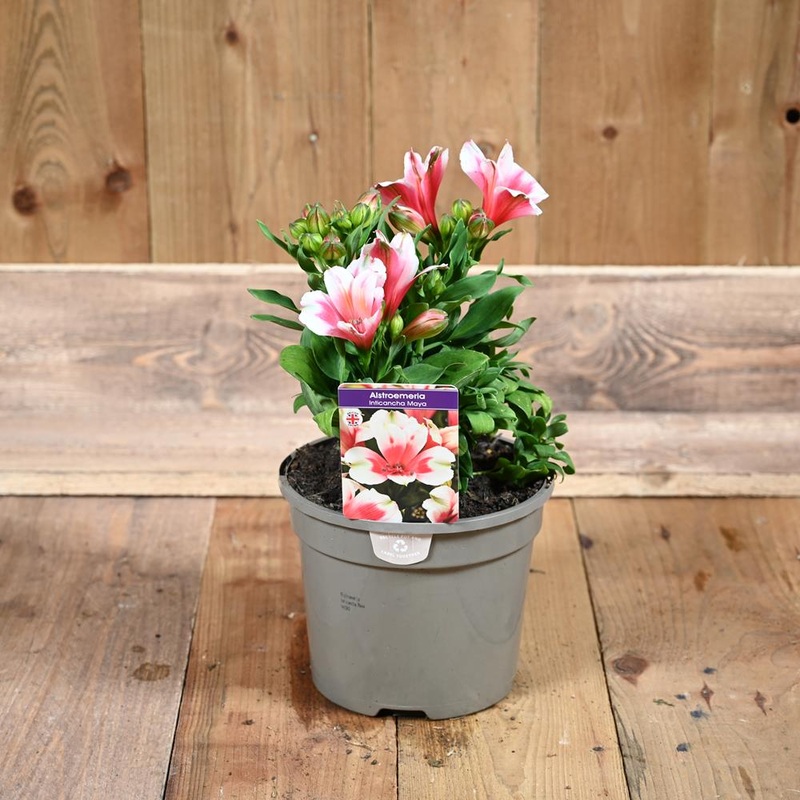 Alstroemeria Inticancha Maya 3L