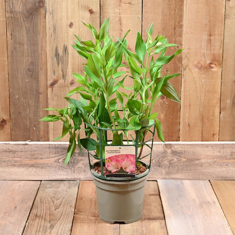 Alstroemeria Summer Break 3L