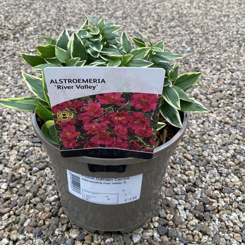Alstromeria Inticancha River Valley 3L