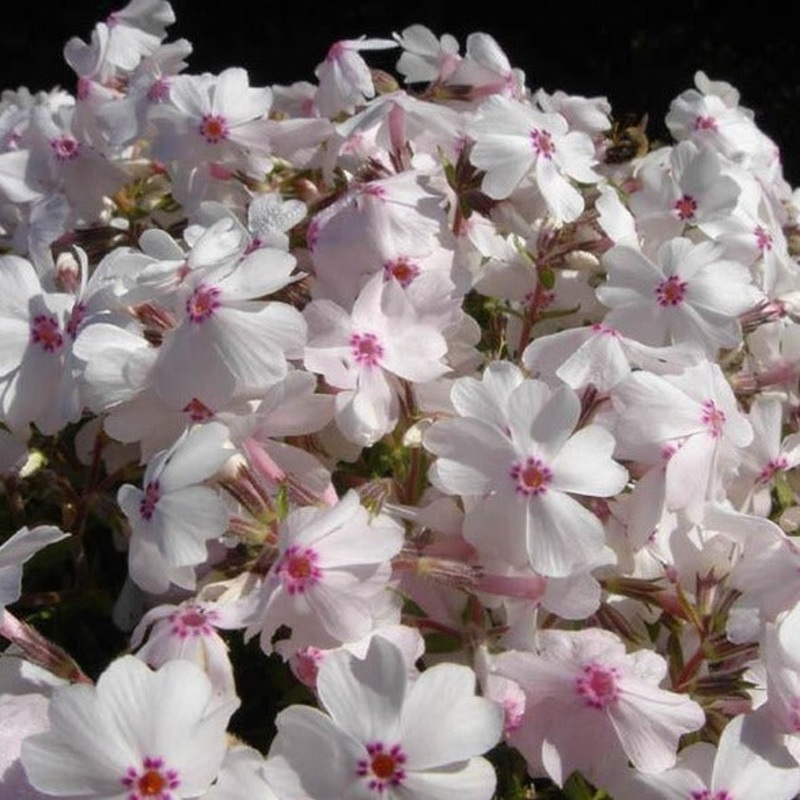 ‘Amazing Grace’ Creeping Phlox