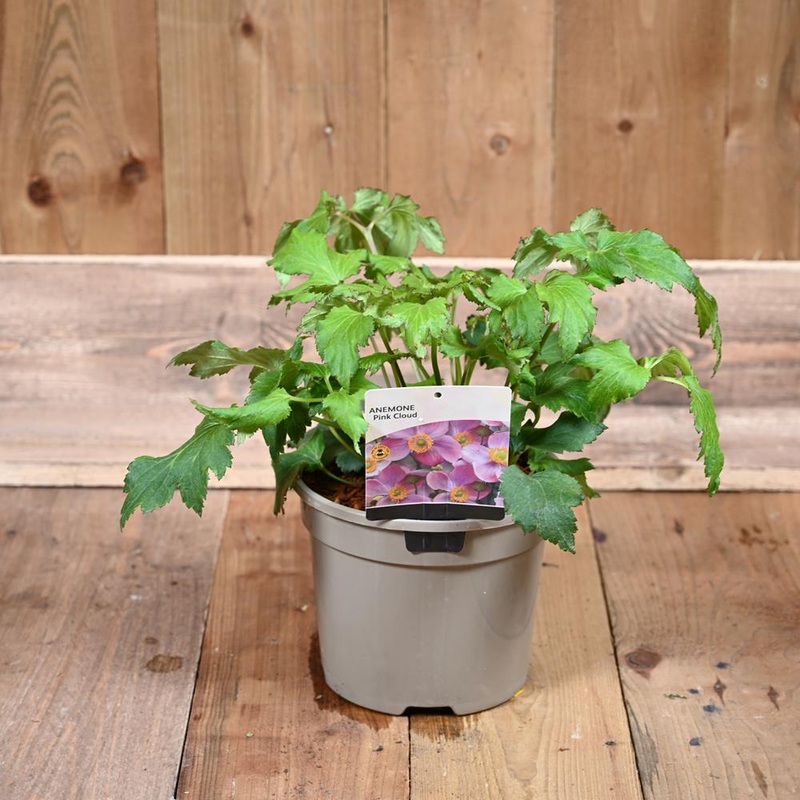 Anemone ‘Pink Cloud’ 3L