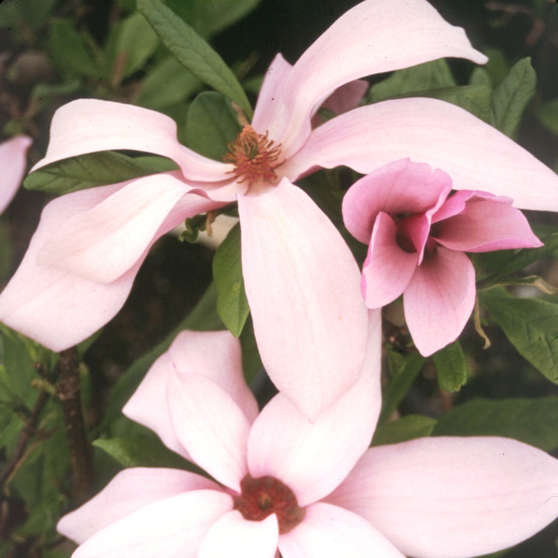 ‘Ann’ Magnolia|One Quart