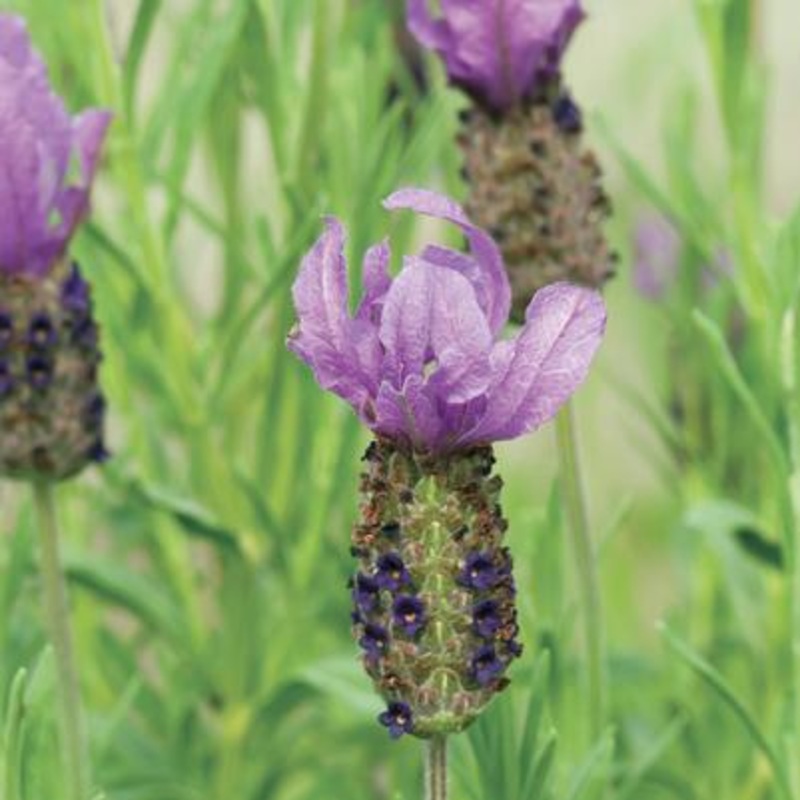 Anouk Spanish Lavender (Lavandula)