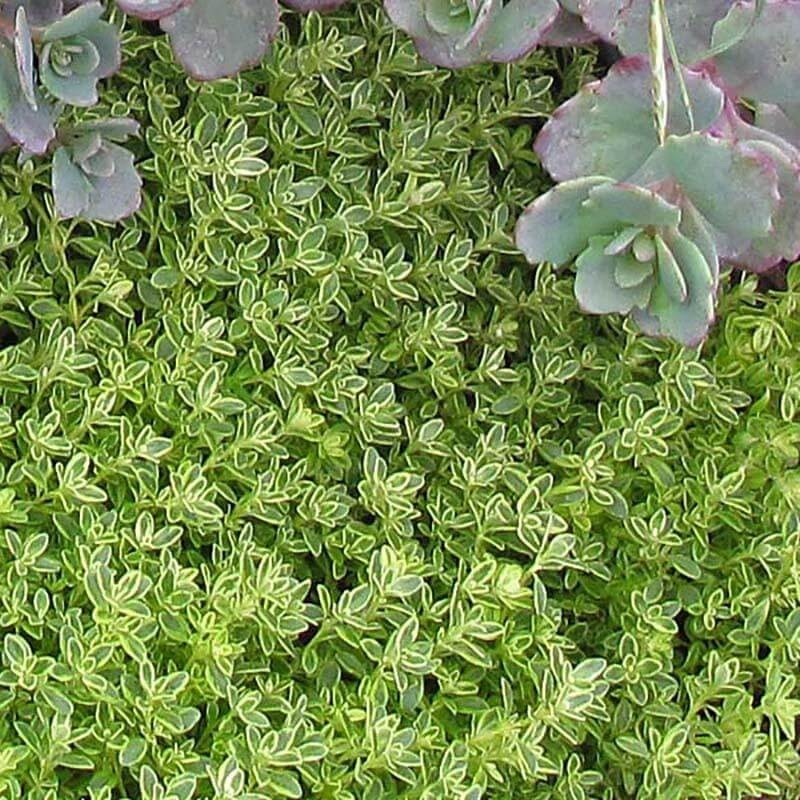 ‘Archer’s Gold’ Thyme|Three Inch