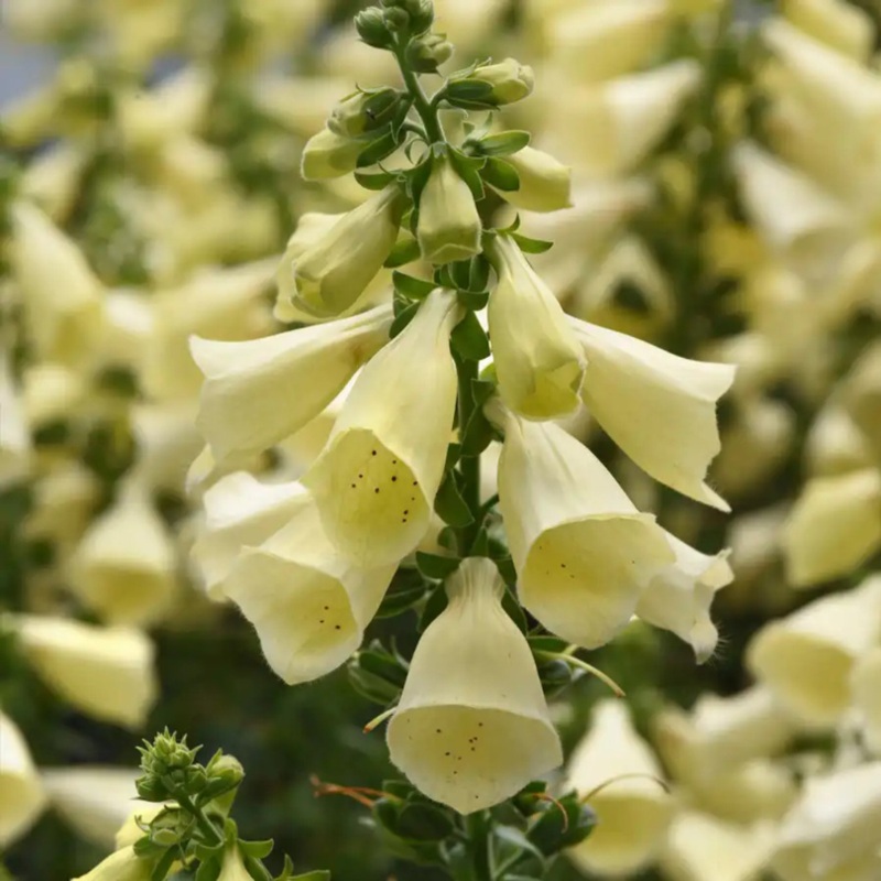 Arctic Fox Lemon Cream Foxglove (Digitalis)