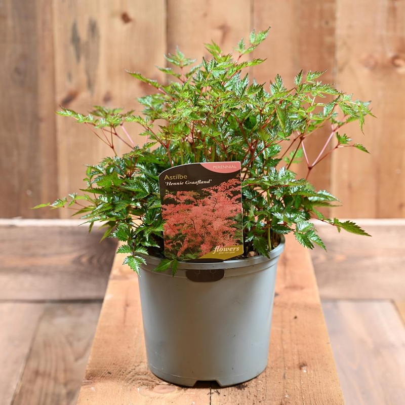 Astilbe Hennie Graafland 3L