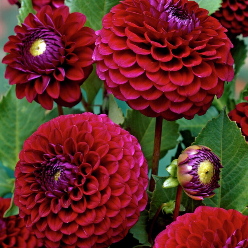 ‘Babette’ Dahlia|One Tuber