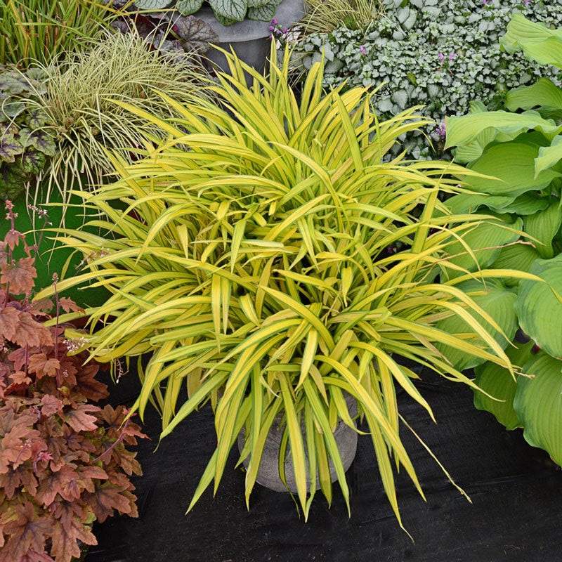 ‘Banana Boat’ Creeping Sedge|One Quart