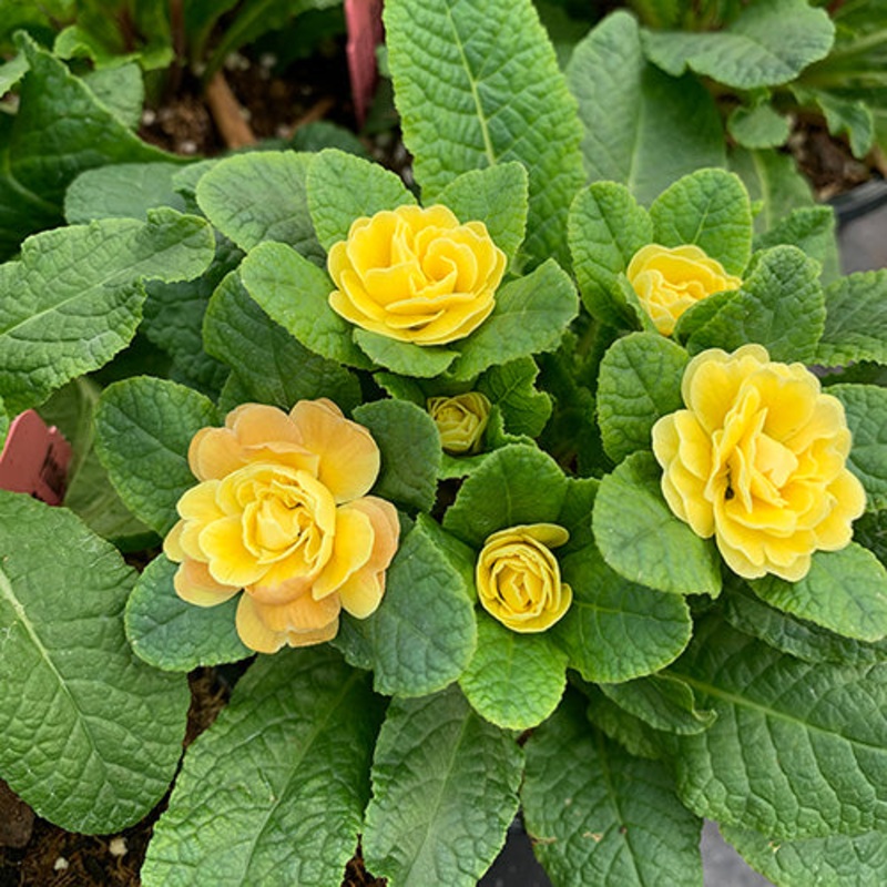 Belarina Buttercup Primrose|One Quart