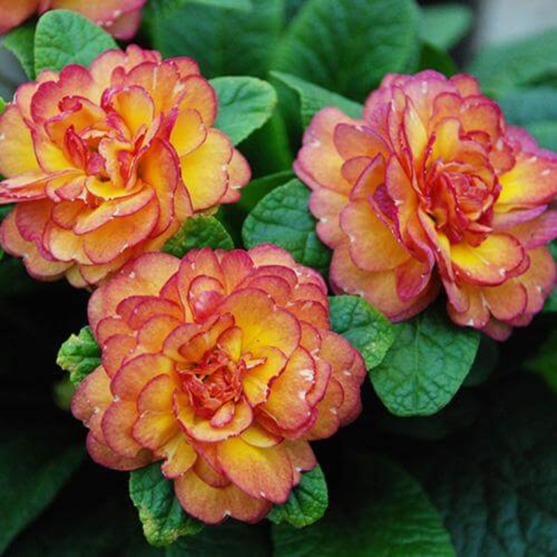 Belarina ‘Nectarine’ Primrose (Primula)