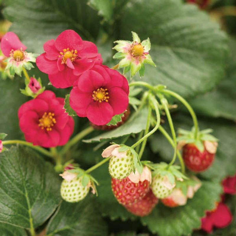Berried Treasure Red Everbearing Strawberry