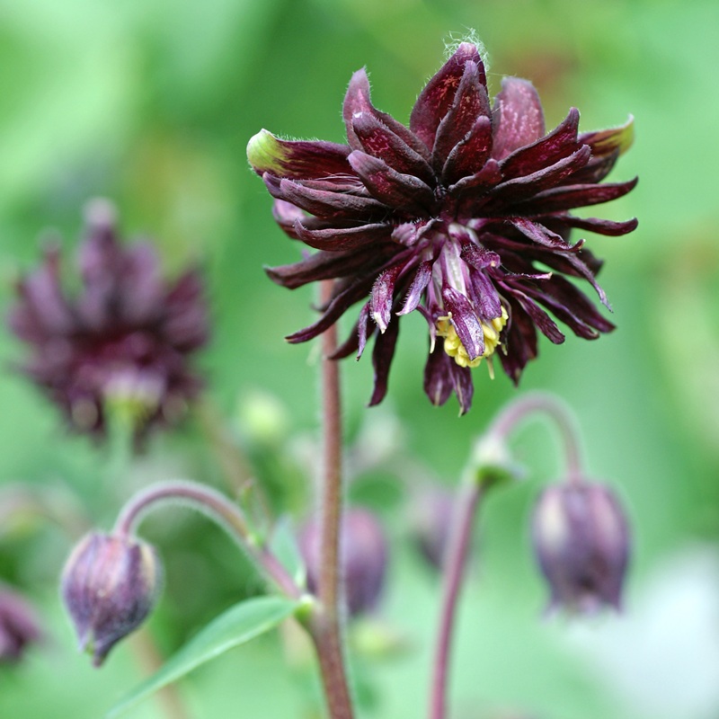 ‘Black Barlow’ Columbine (Aquilegia)