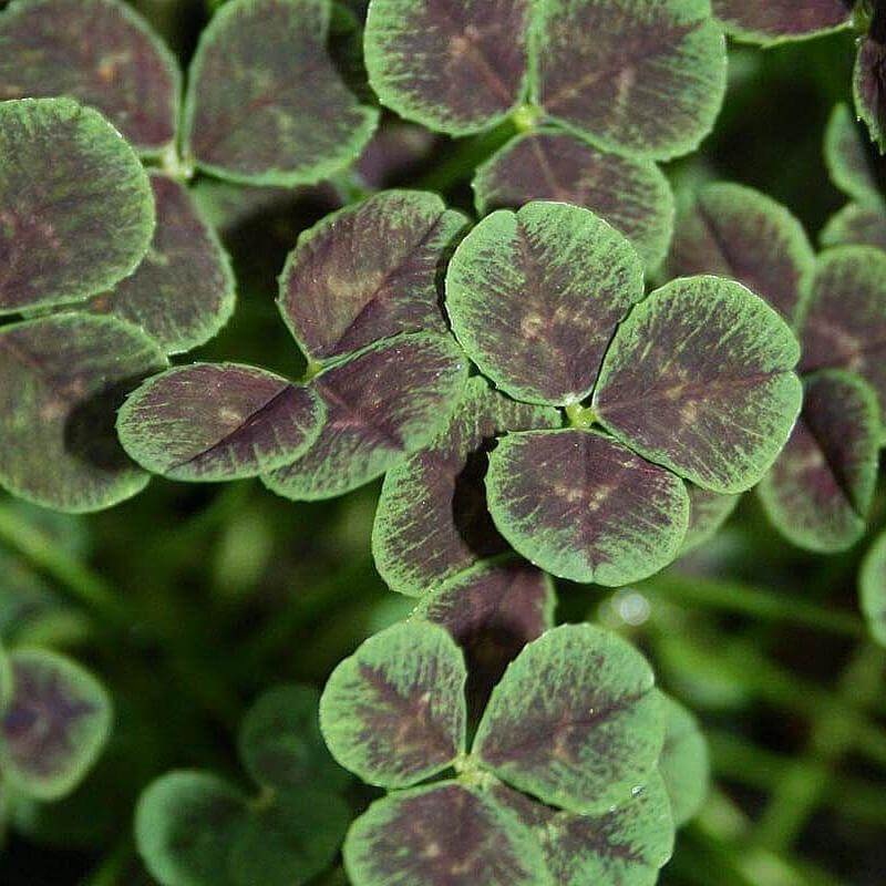 Black Four-Leaved Clover|Three Inch