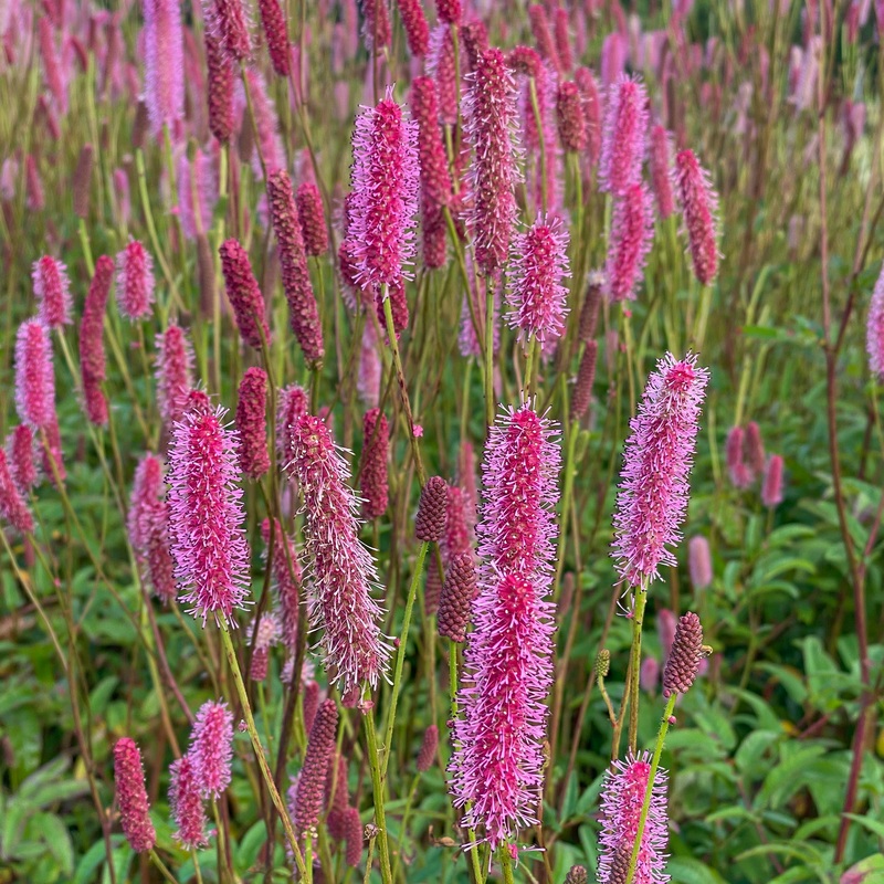 ‘Blackthorn’ Great Burnet (Sanguisorba)