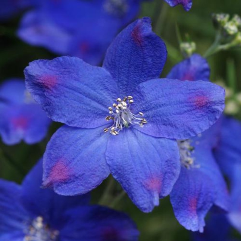 ‘Blue Butterfly’ Delphinium|One Quart