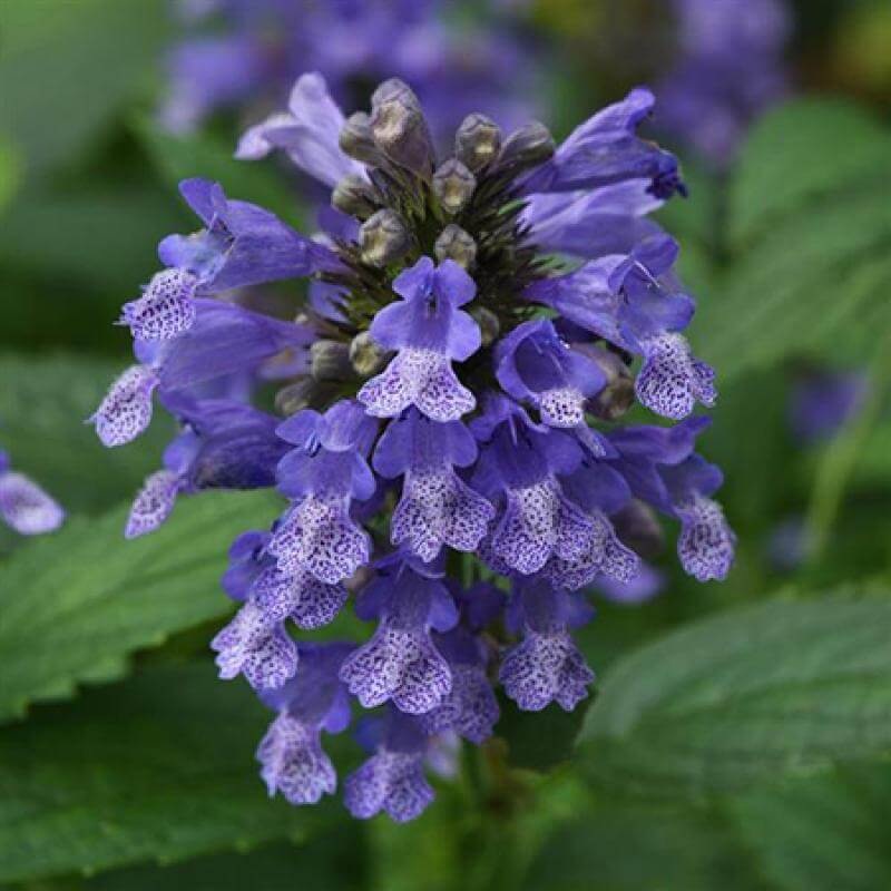 ‘Blue Prelude’ Catmint|One Quart