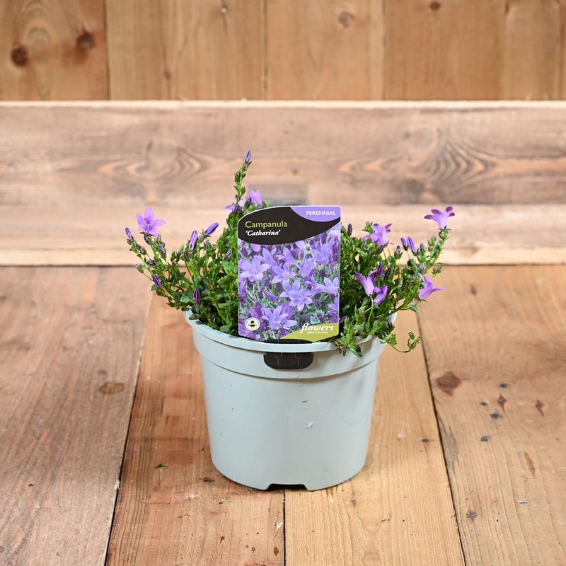 Campanula Catharina 3L