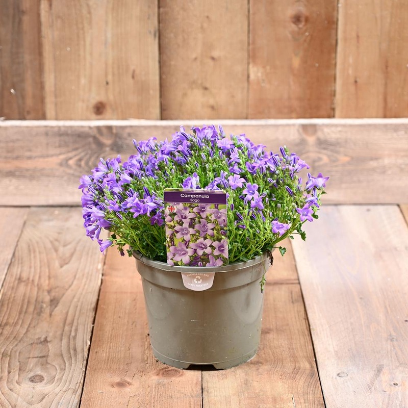 Campanula Sago 2 Litre