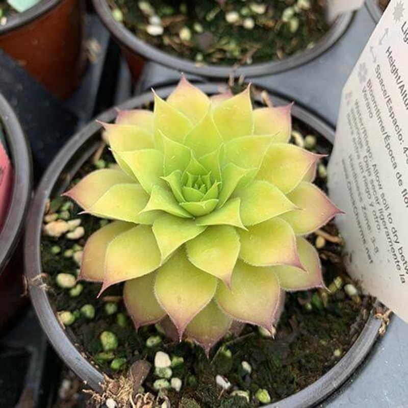 Chick Charms ‘Gold Nugget’ Hens & Chicks