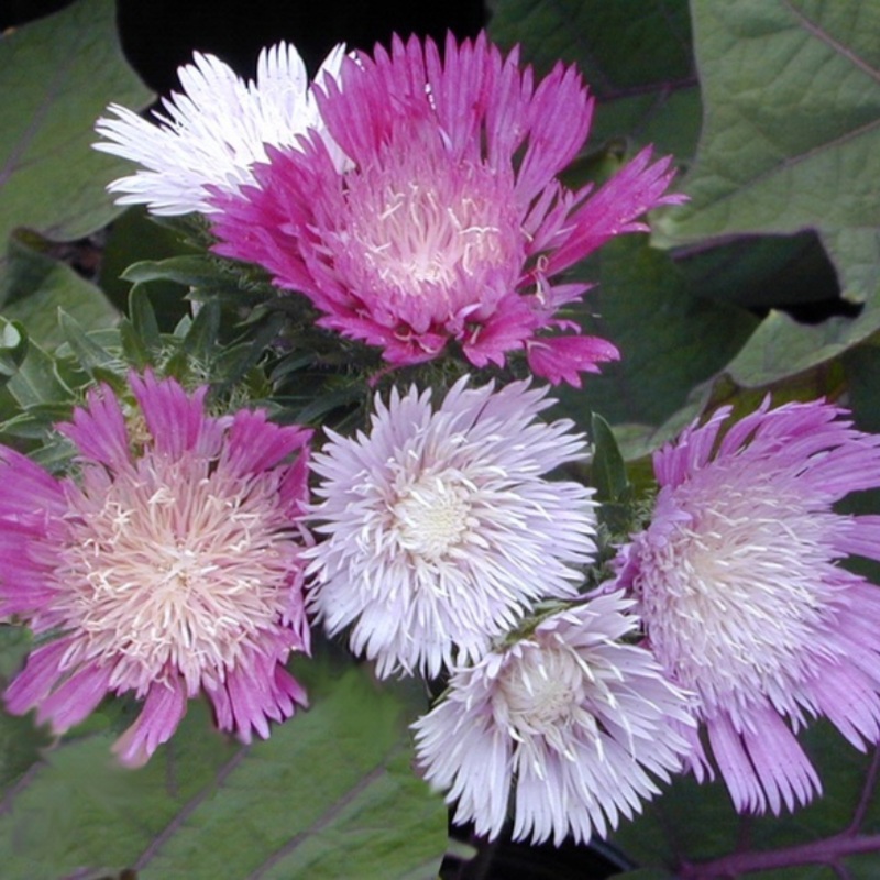 ‘Color Wheel’ Stokes’ Aster|One Quart