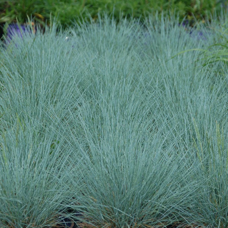 ‘Cool as Ice’ Blue Fescue (Festuca)