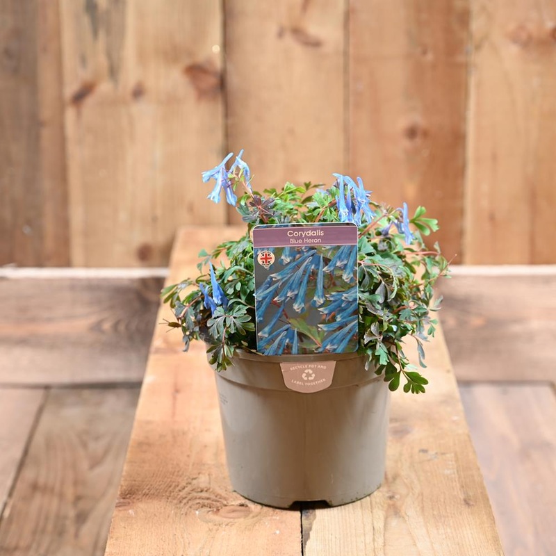 Corydalis Blue Heron 2L
