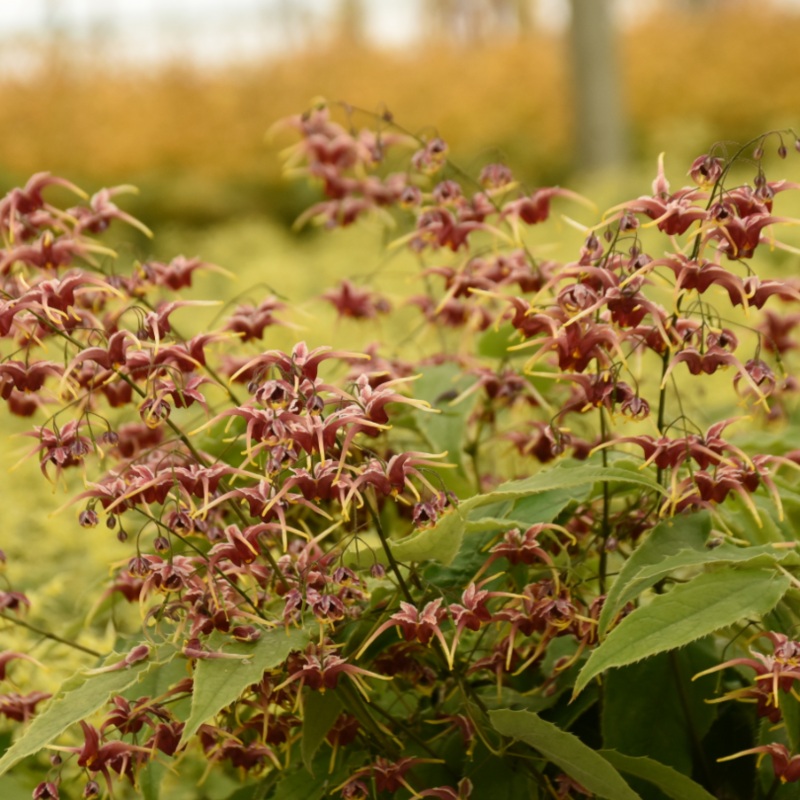 ‘Cranberry Dancer’ Barrenwort (Epimedium)