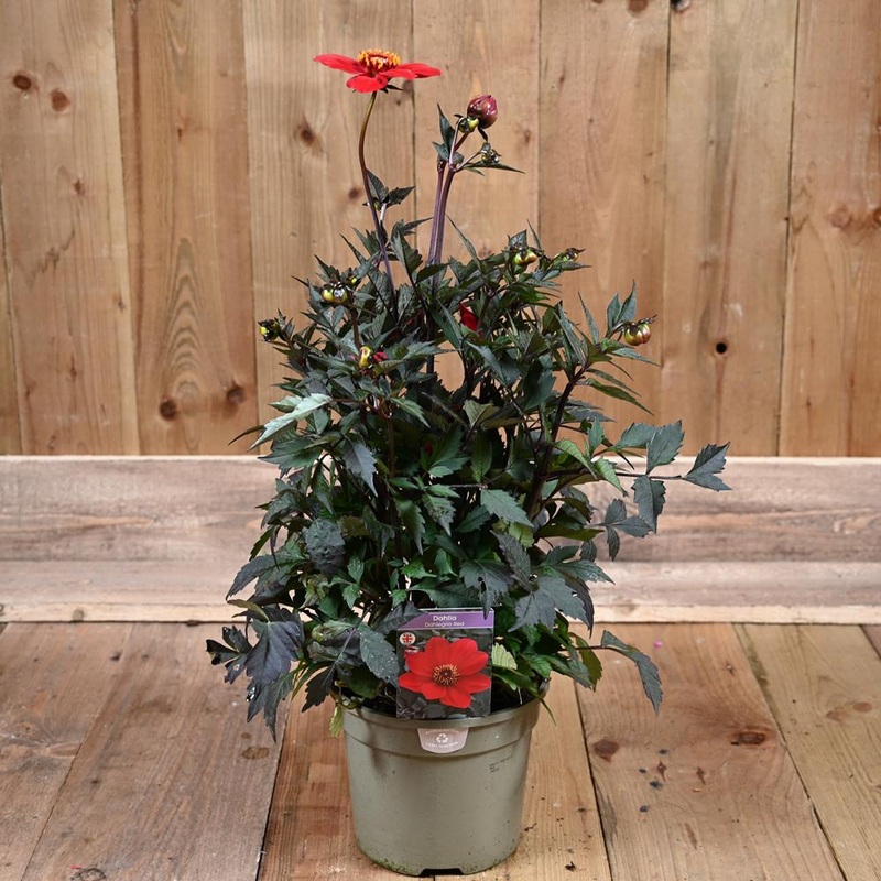 Dahlia Dahlegria Red 3L