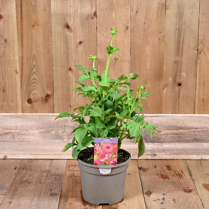 Dahlia Dutch Explosion 3L
