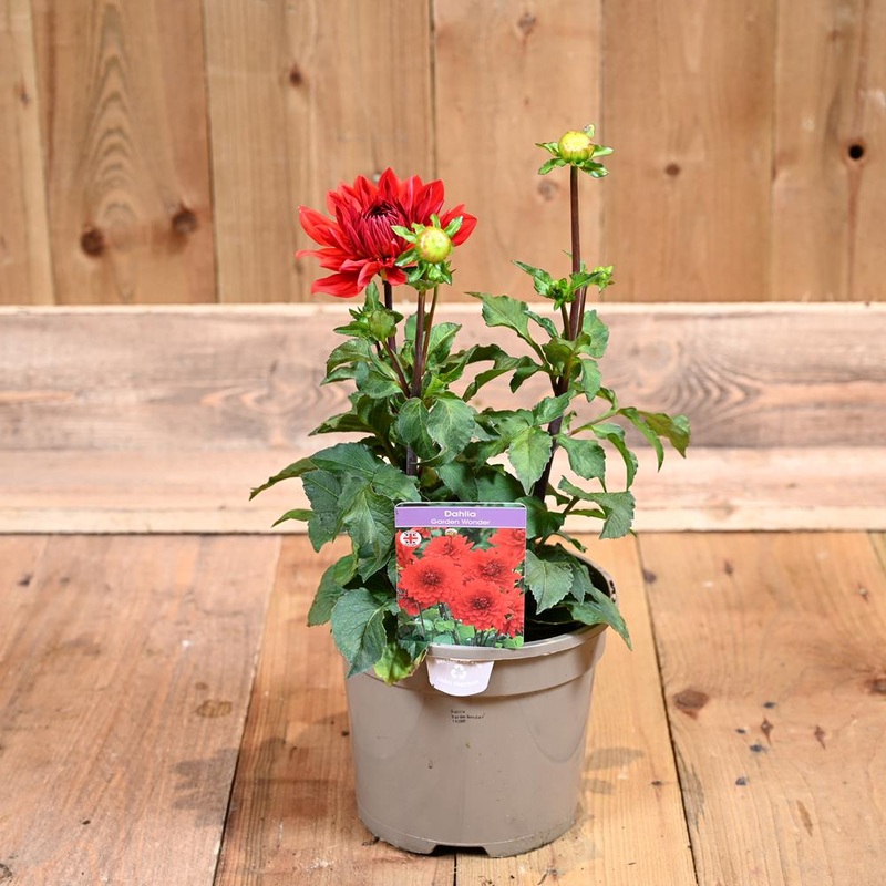 Dahlia Garden Wonder 3L
