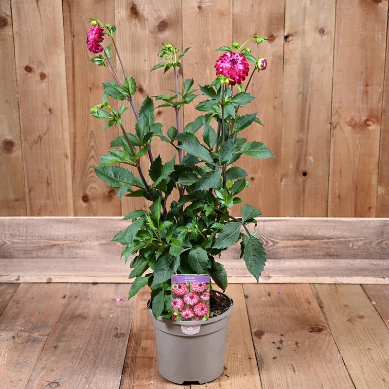 Dahlia Little Robert 3L