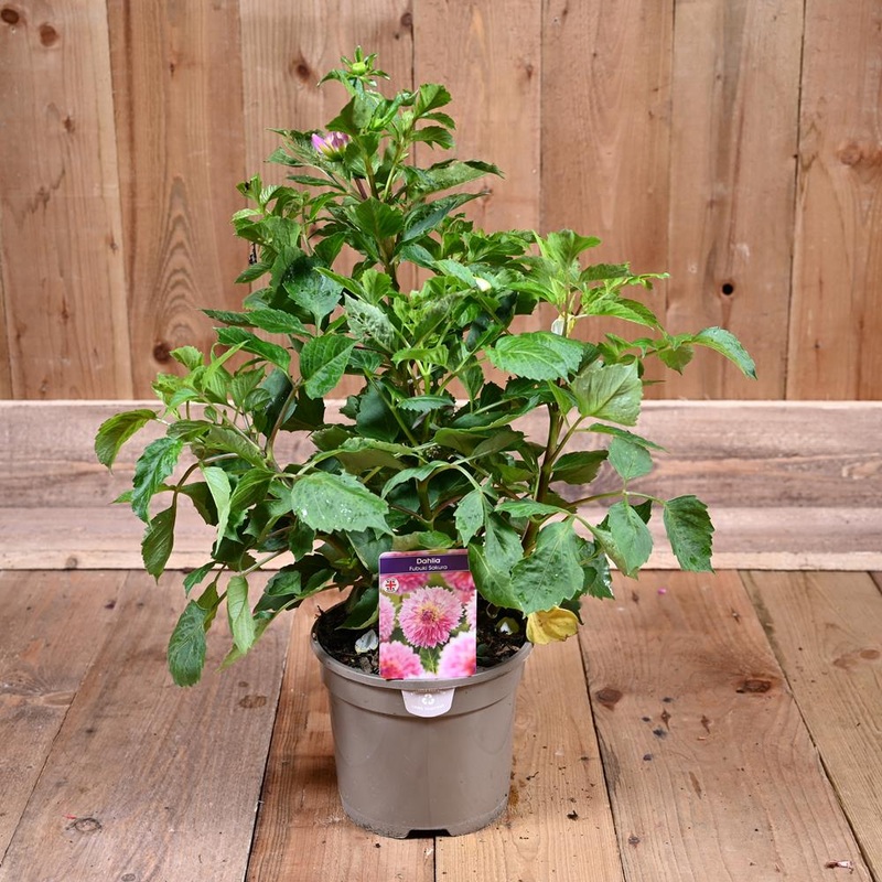 Dahlia Sakura Fubuki 3L