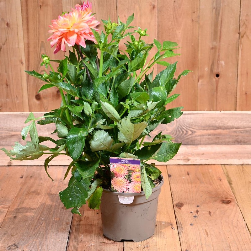 Dahlia Sincerity Peach 3L