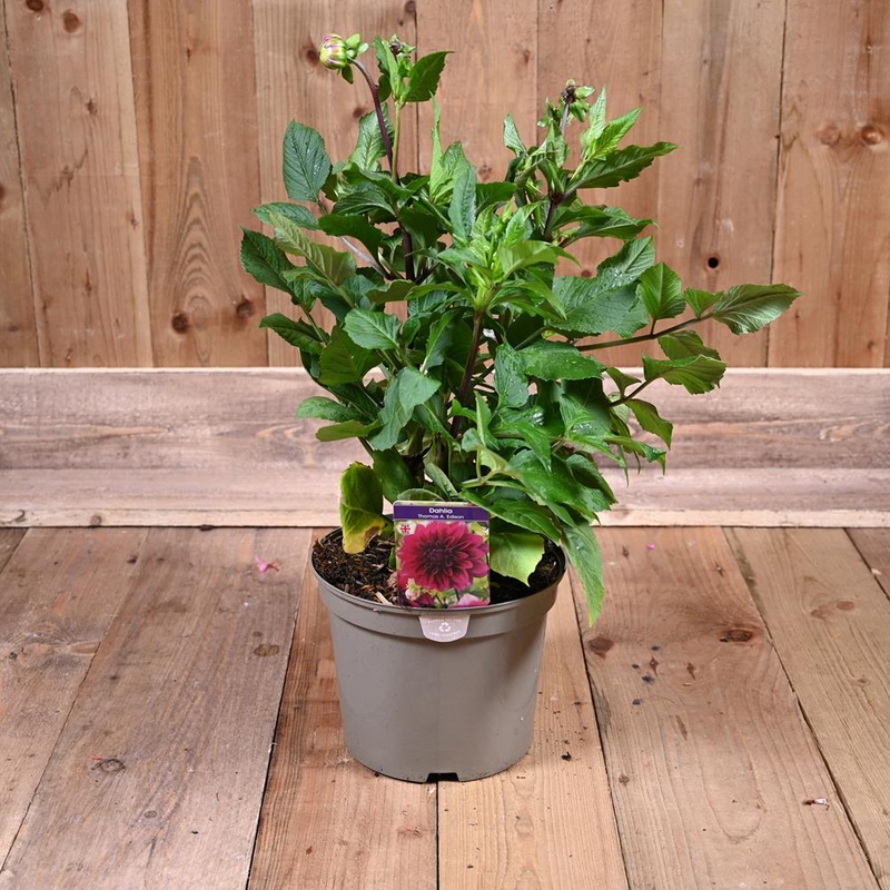 Dahlia Thomas Edison 5L