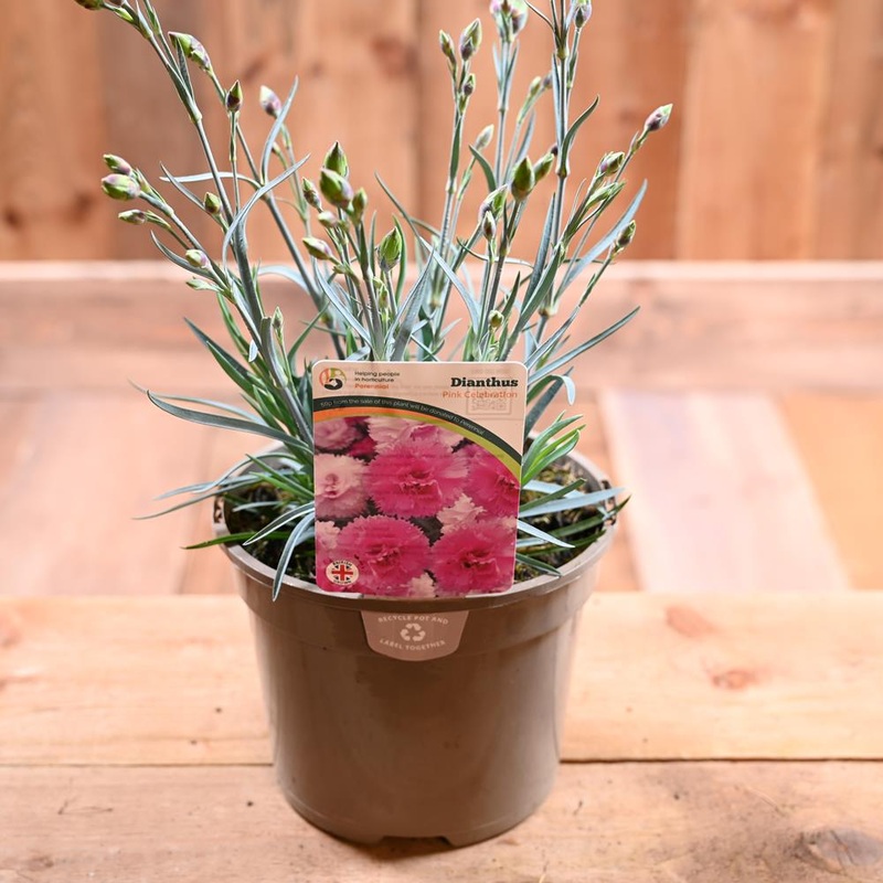 Dianthus Scented Pink Celebration 2L