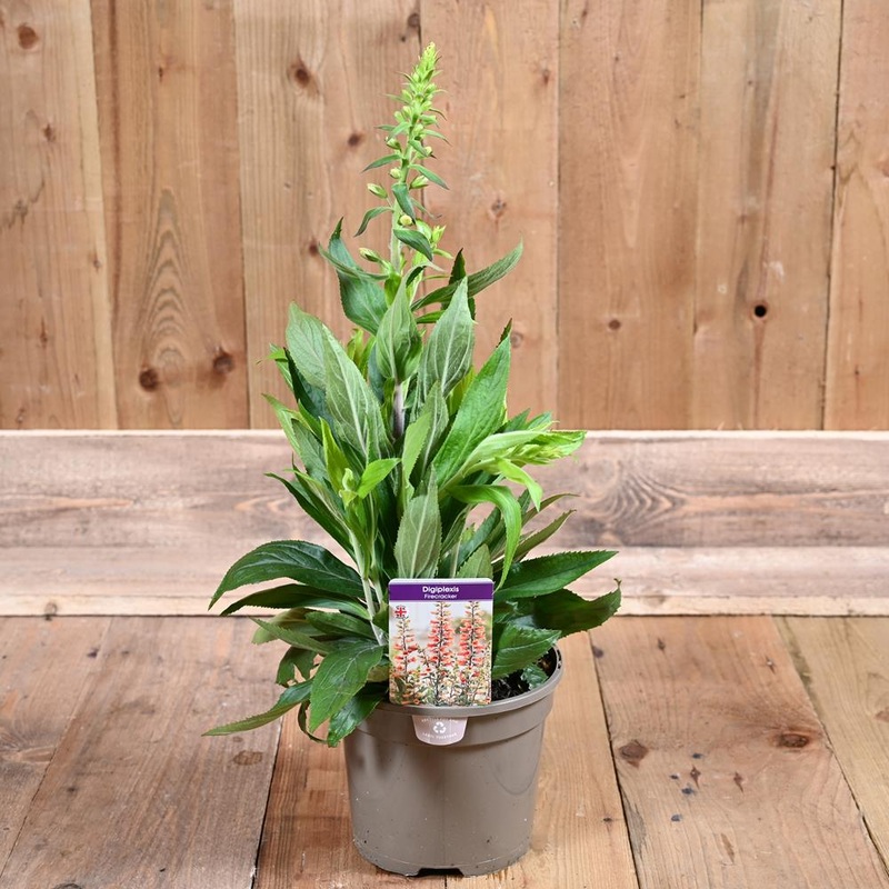 Digiplexis Firecracker 3 Litre