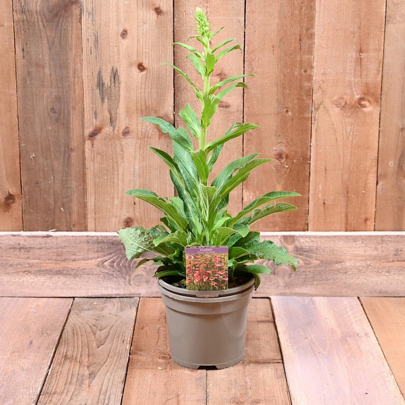 Digitalis Arctic Fox Rose 3L