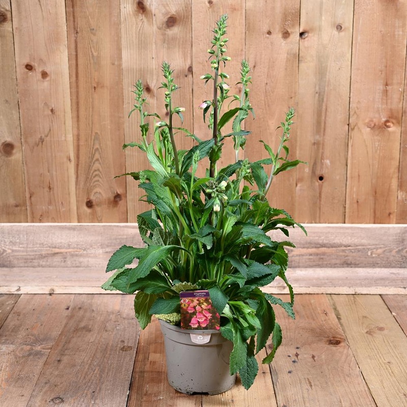 Digitalis Panther 3L